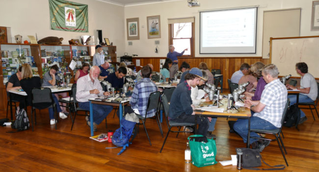 A grass ID workshop